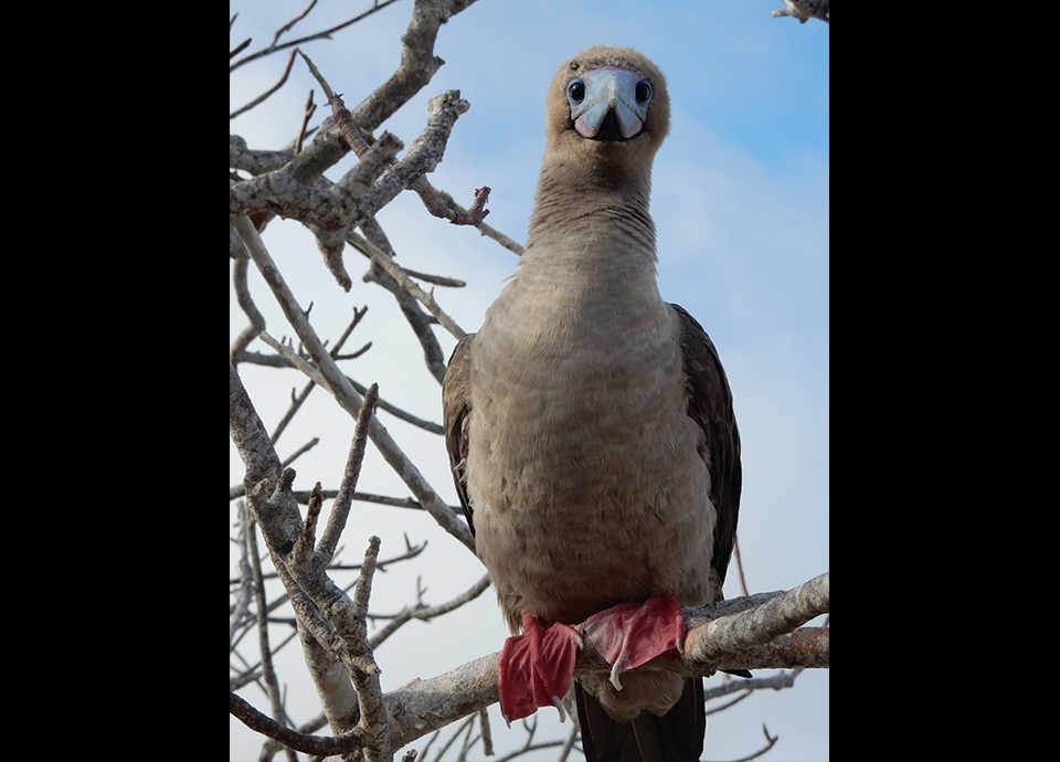 So many amazing birds in the Galapagos. This is one of my favorites, the red-footed booby.